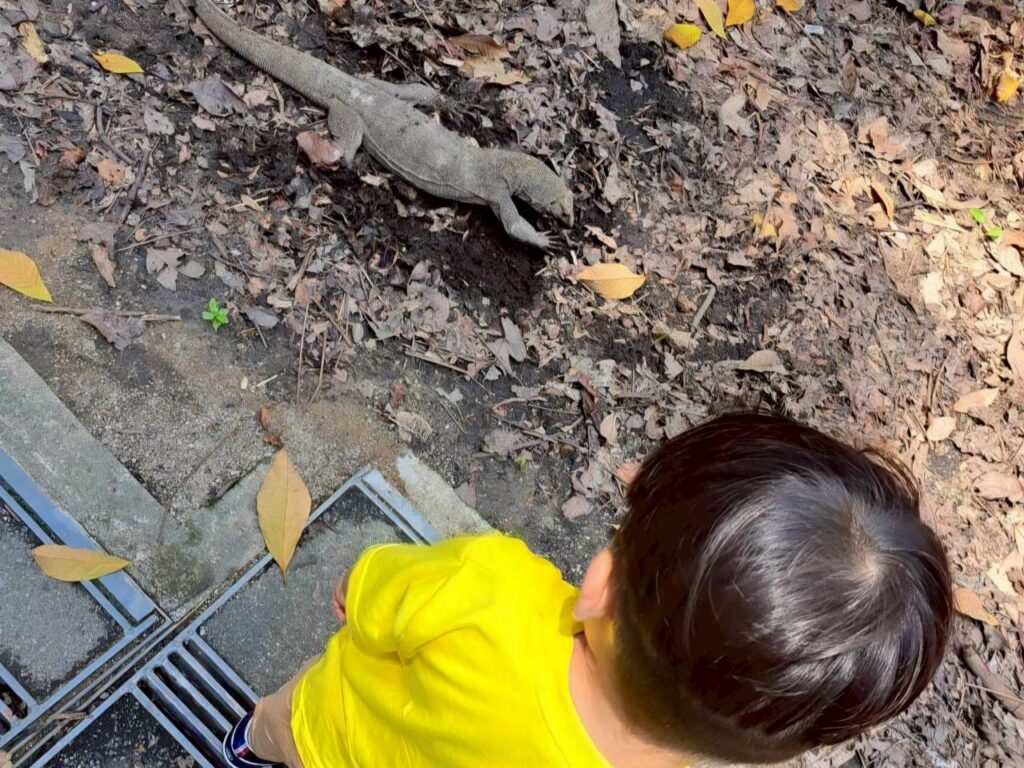 公園で見つけた野生のトカゲを、身を乗り出して真剣に観察する3歳の男の子